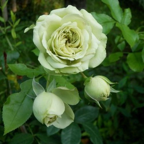Rosa Lovely Green™ - alb - Trandafir copac cu trunchi înalt - cu flori în buchet - coroană tufiș